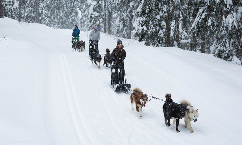 Husky sledding, Meribel